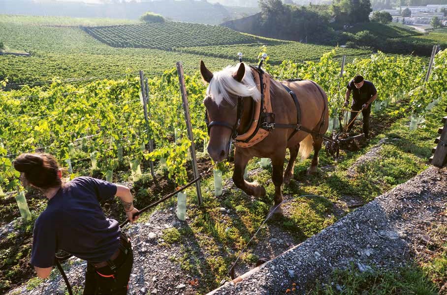 La viticulture biologique et biodynamique : un retour aux racines